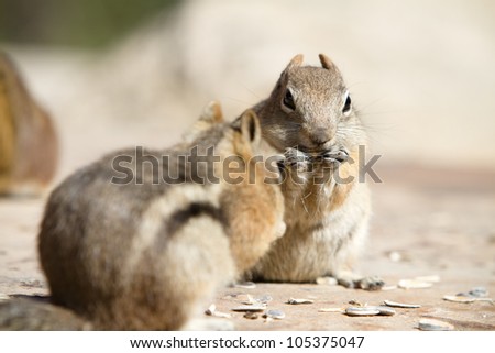 Golden-Mantled Ground Squirrel / This is a photo of a couple Golden-Mantled Ground Squirrels enjoying some tasty sunflower seeds. Shot with a shallow depth of field just outside of Boulder, CO.