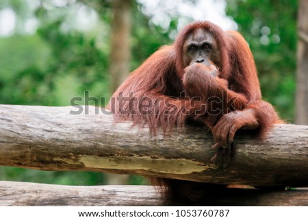 Thinking Orangutan, Kota Kinabalu, Borneo, Malaysia Royalty-Free Stock Photo #1053760787