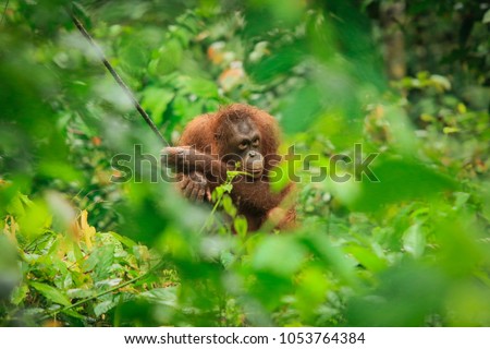 Sepilok Orangutan Rehabilitation Centre, Sandakan, Borneo, Malaysia Royalty-Free Stock Photo #1053764384