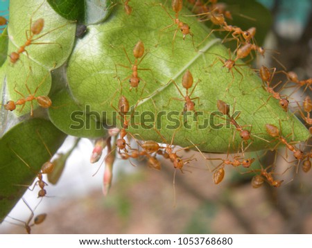 Small beige color fire ants on the leaves 