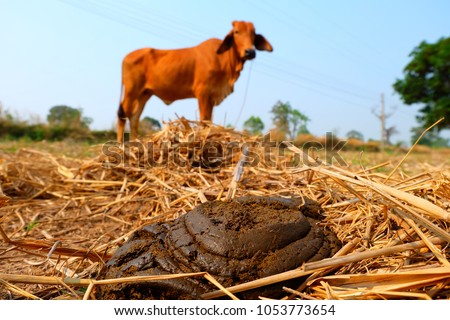 Fresh cow dung on the natural floor, bio-fertilizer from the cow dung. Royalty-Free Stock Photo #1053773654