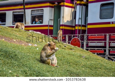 Long tailed macaques living inside the city of Lopburi, next to the train station, picture taken while a train passing through, Thailand, 2018