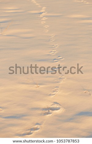 Footprints in the snow in the golden hour