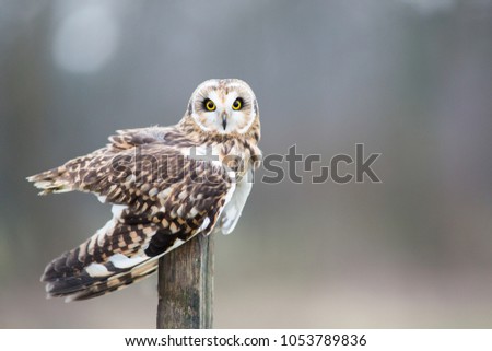 Horizontal, landscape image of a short eared owl