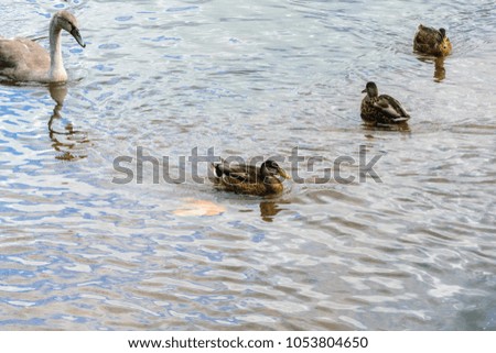 Ducks swimming in a river. Ducks in a park