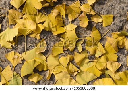 GINKGO LEAVES ON THE FLOOR
