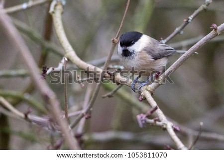 Willow Tit in the North East of England