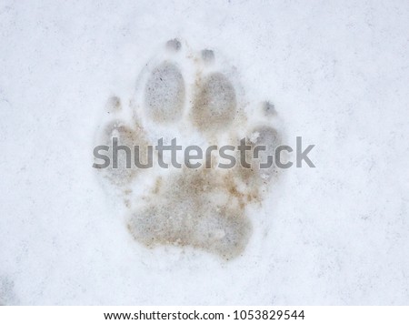 a dog track on the snow