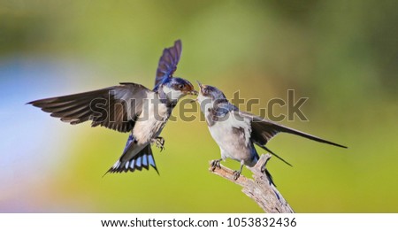 White - throated swallow feeding young bird perched on a tree branch.
