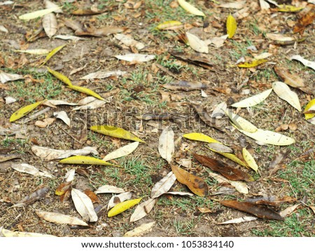 natural yellow brown dried leaves leafs falling on the jungle ground floor after a rainy night selective focus for use as backdrop background picture