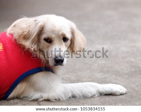 cute lovely white long hair young crossbreed dog in red shirt laying flat on garage floor outdoor making sad face waiting for the owner to take a walk portraits close selective focus blur background