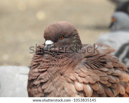 Big Brown Pigeon very closeup.  Dove standing in sunny light at afternoon with shining feathers. Beautiful Gorgeous Birds.
