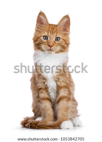 Curious red white maine coon kitten sitting in wwoden box looking at camera with one paw lifted in air isolated on white background