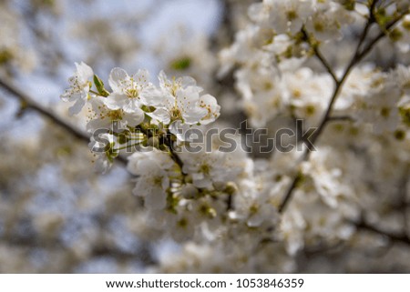 Cherry White Blossom