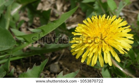 photography with scene of the flowering dandelion close-up