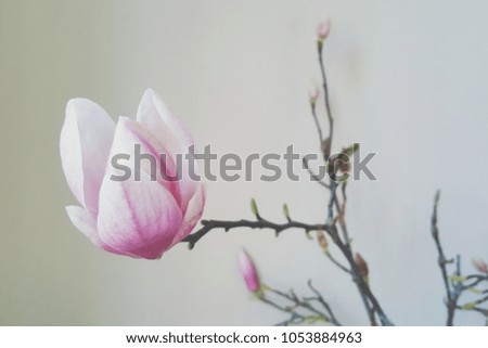 Magnolia flower branch pink
