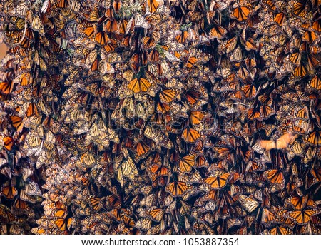 Kaleidoscope of Monarch Butterflies, Danaus plexippus, overwintering in Mexico Royalty-Free Stock Photo #1053887354