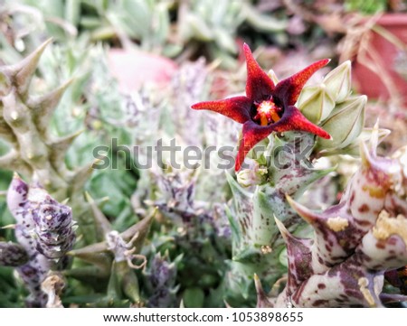 cactus and succulent, Orbea  semitubiflora