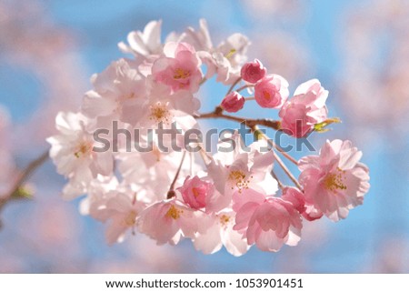 Pink and colorful cherry blossoms