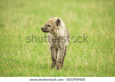 Young hyena in savannah