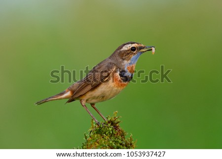Male of Bluethroat (Luscinia svecica), beautiful brown bird with blue shaded feathers on its breast and chin orange marking on its chest standing over mossy spot carrying worm meal in his beaks