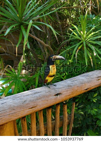 A photograph of a tropical bird perched on a wood banister.
