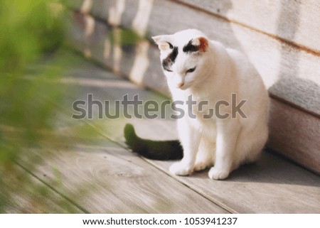 A cute black and white cat sitting on a wooden terrace.Outdoor life of domestic cat.