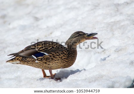 duck in winter in the snow