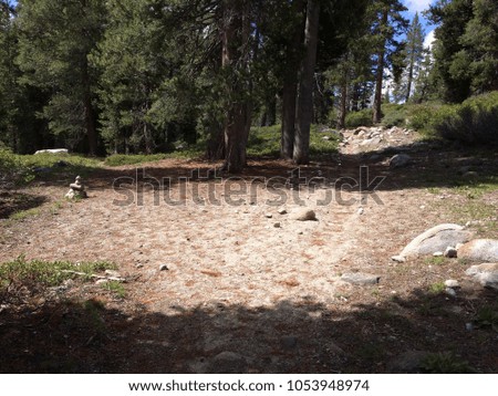 Sandy path in a pine forest 