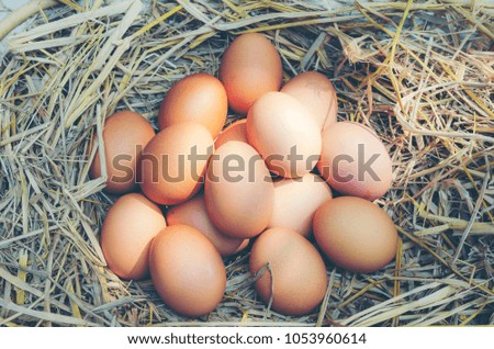 easter chick egg, vintage filter image