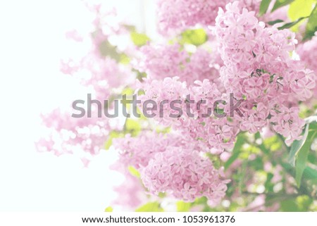 Beautiful spring background with lilac. Pastel and soft focus processing