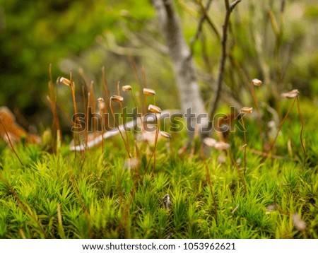 Green moss on macro photo. Springtime and moss.