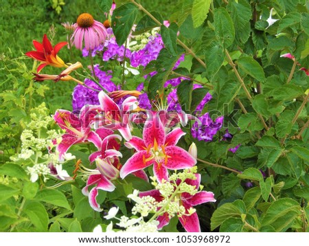 Stunning Stargazer Lilies and Purple Coneflower Red Daylily and White Hydrangeas in my Garden arranged organically like a Bouquet on the left side of the picture.