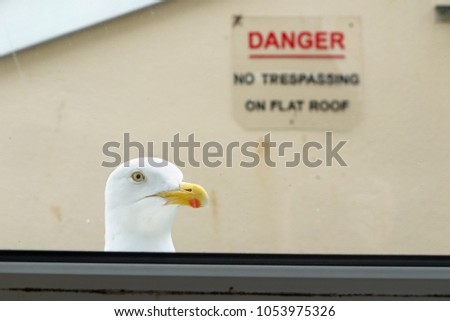 A seagull looking in through a window, with a 'no trespassing' sign in the background, in Dartmouth, Devon.