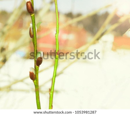 a willow bushes with swollen buds one branch with three buds on a bokeh background.