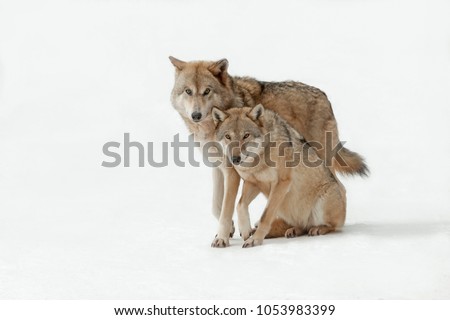 couple wolves winter in the wild, wolves male and female walking together, isolated background