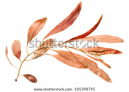 Red autumn leaf willow isolated on white background