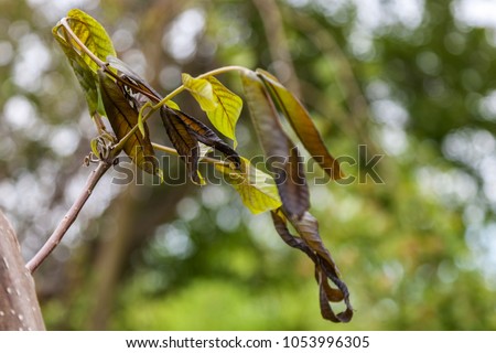Walnut plant is damaged by frost in the spring. Frostbitten young leaves of walnut after spring frosts. Plants after sharp cold snap. Dead parts of plants after frost. Royalty-Free Stock Photo #1053996305