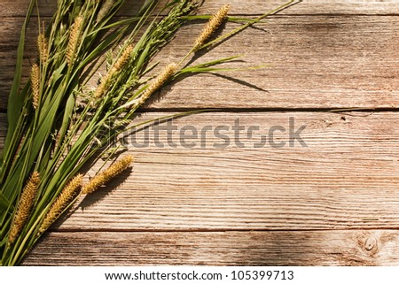 plant on wooden background