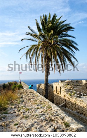 single palm tree near the old castle and people