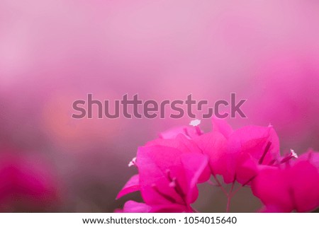 Soft or dreaming style of bougainvillea flowers background