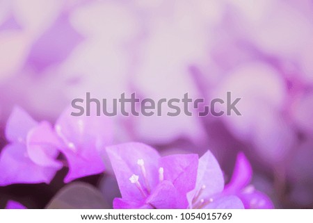 Soft or dreaming style of bougainvillea flowers background