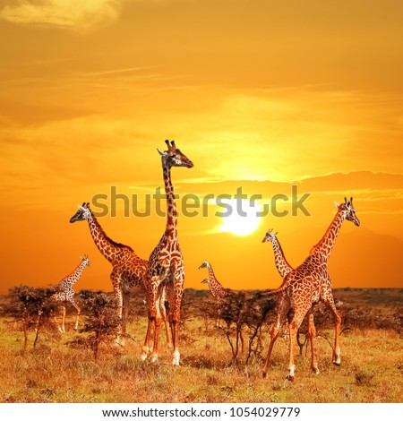 Herd of giraffes in the African savannah against sunset background. Serengeti National Park . Tanzania.