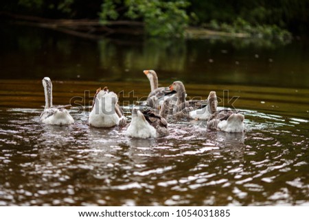 A herd of beautiful white geese floating in a pond