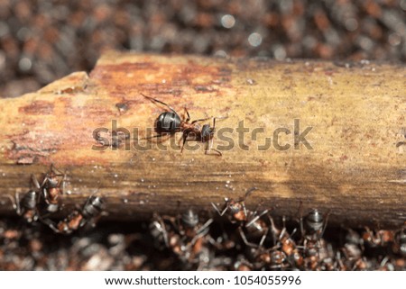 Red forest ant close-up