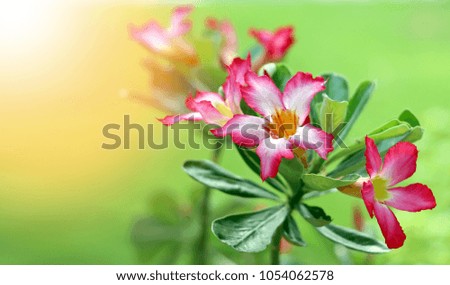 Azalea flowers on green nature background