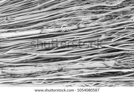 Bundle of thin withered twigs background, bunch of white branches texture, close up striped of broom, yellow brushwood, old dry shrub