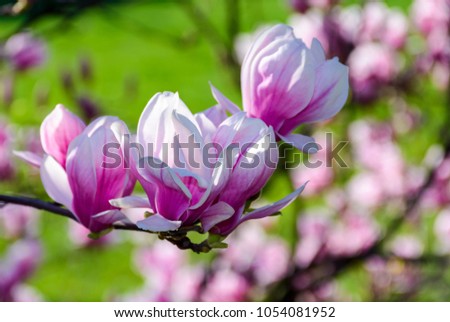 blossom of magnolia tree in springtime. lovely nature background with vivid colours