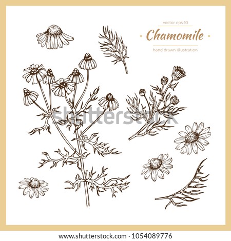 Hand drawn botanical illustration of chamomile. Vintage collection of medical herbs and plants. Vector hand-drawn sketch for cosmetics, labels, packages and textiles. Royalty-Free Stock Photo #1054089776