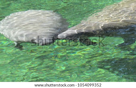 A manatee kissing another one.